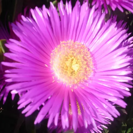 Apartmarin Апартаменти Трогір