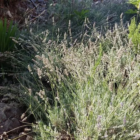 Apartmarin * Трогір