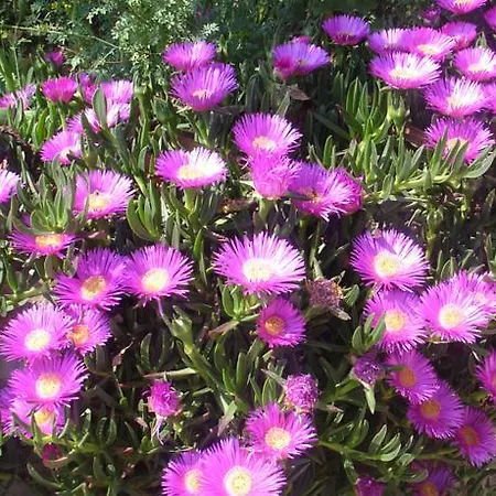 Apartmarin Appartement