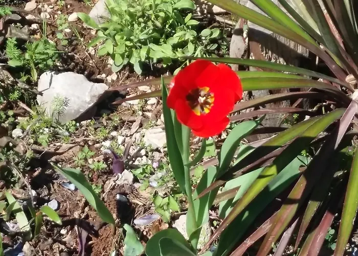 Apartmarin アパート トロギール